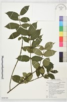 藏品(圓葉雞屎樹)的圖片