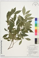 藏品(光葉柃木、細齒葉柃)的圖片