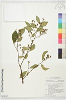 藏品(烏皮九芎、奮起湖野茉莉)的圖片