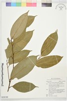 藏品(厚殼桂)的圖片