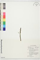 藏品(金唇風蘭、小風蘭、金唇風鈴蘭)的圖片