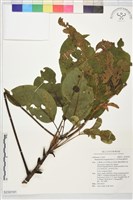 藏品(鵝掌柴)的圖片