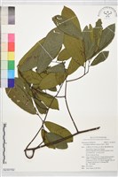 藏品(瓜馥木)的圖片