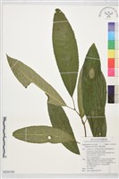 藏品(三葉山香圓)的圖片