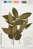 藏品(草珊瑚、紅果金粟蘭)的圖片