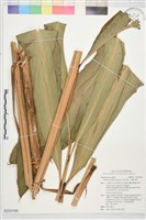 藏品(烏來月桃、大輪月桃)的圖片