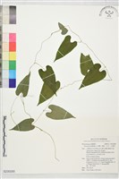 藏品(黃獨、獨黃、山芋、山慈菇)的圖片