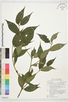 藏品(柯氏雞屎樹)的圖片