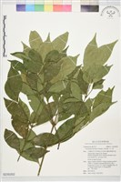 藏品(大丁黃)的圖片