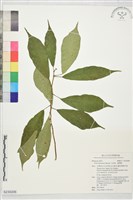 藏品(天仙果、臺灣榕)的圖片