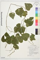 藏品(蓬萊藤)的圖片