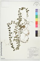 藏品(拎壁龍)的圖片