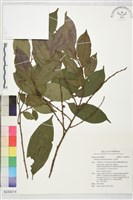 藏品(山紅柿)的圖片