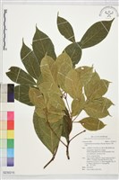 藏品(牛樟、冇樟)的圖片