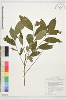 藏品(果盒子)的圖片