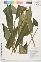 藏品(山月桃)的圖片