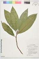 藏品(銹葉灰木)的圖片