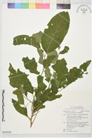 藏品(球花腳骨脆)的圖片