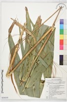 藏品(棕葉蘆)的圖片