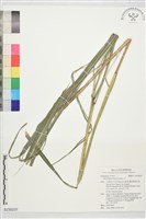 藏品(芒)的圖片