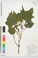 藏品(白匏子)的圖片