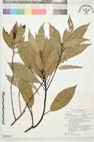 藏品(豬腳楠)的圖片