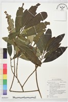 藏品(密花樹)的圖片