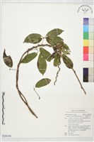 藏品(石月、橢圓葉石月)的圖片