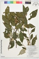 藏品(栓葉安息香)的圖片