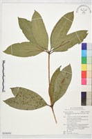 藏品(鹿角杜鵑、西施花、青紫木)的圖片