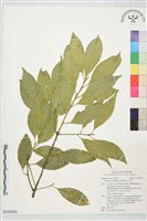 藏品(四川灰木)的圖片