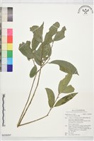 藏品(糊樗)的圖片