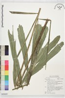 藏品(山棕)的圖片