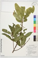 藏品(山豬肝)的圖片