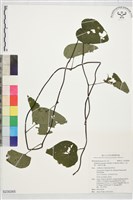 藏品(千金藤、金線吊烏龜)的圖片