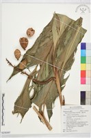 藏品(烏來月桃、大輪月桃)的圖片