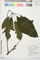 藏品(鵝掌柴)的圖片