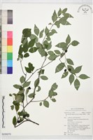 藏品(燈稱花、烏雞骨)的圖片