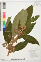 藏品(鬼紫珠)的圖片