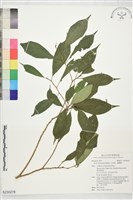 藏品(天仙果、臺灣榕)的圖片