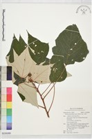 藏品(白匏子)的圖片