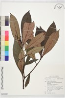 藏品(九節木)的圖片