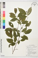 藏品(日本五月茶、南投五月茶)的圖片