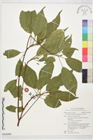 藏品(薯豆)的圖片