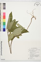 藏品(野牡丹)的圖片