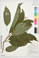 藏品(大青)的圖片