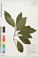 藏品(水金京)的圖片