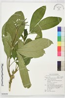 藏品(山刈葉)的圖片