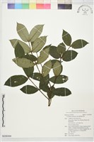 藏品(圓葉雞屎樹)的圖片