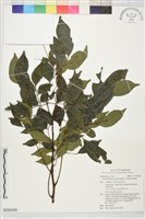 藏品(頷垂豆)的圖片